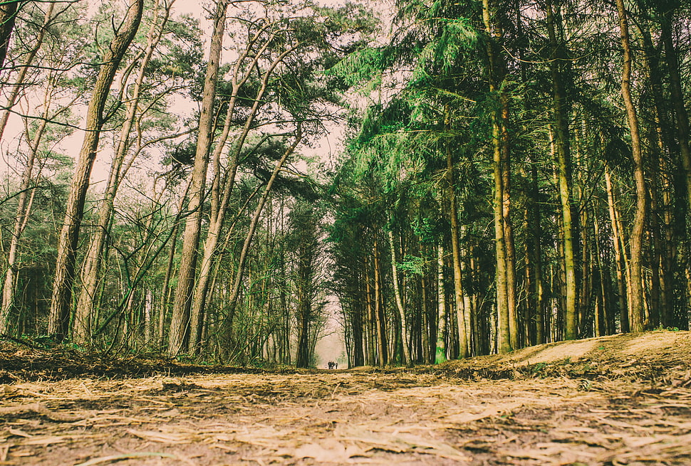 green leaf tree, Trees, Forest, Trail HD wallpaper