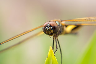 shallow focus photography of dragonfly on green leaf during daytime