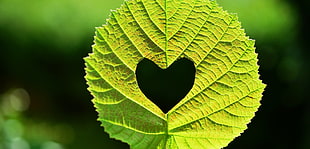 shallow focus photography of leaf with heart shape hole