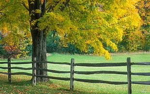 gray wooden fence near tree with green grass field