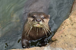black Seal