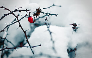 selective color photography of red fruit covered with snow