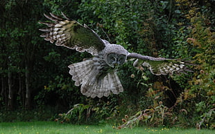 flying grey barn owl surrounded by green leaved trees