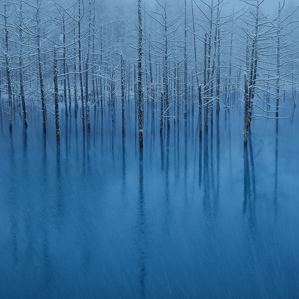 trees with snow on icy field HD wallpaper