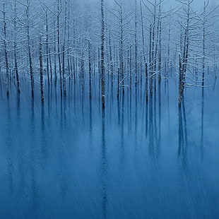 trees with snow on icy field