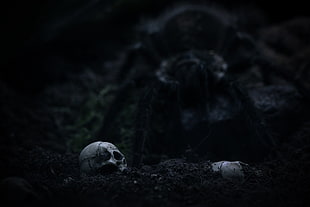 gray scale photo of skull, spider, tarantula