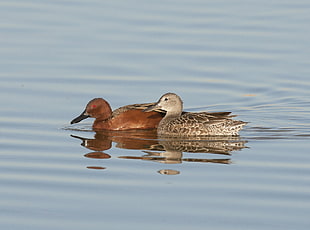 two duck on body of water at daytime, cinnamon teal
