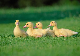 four yellow baby ducks on green grasses