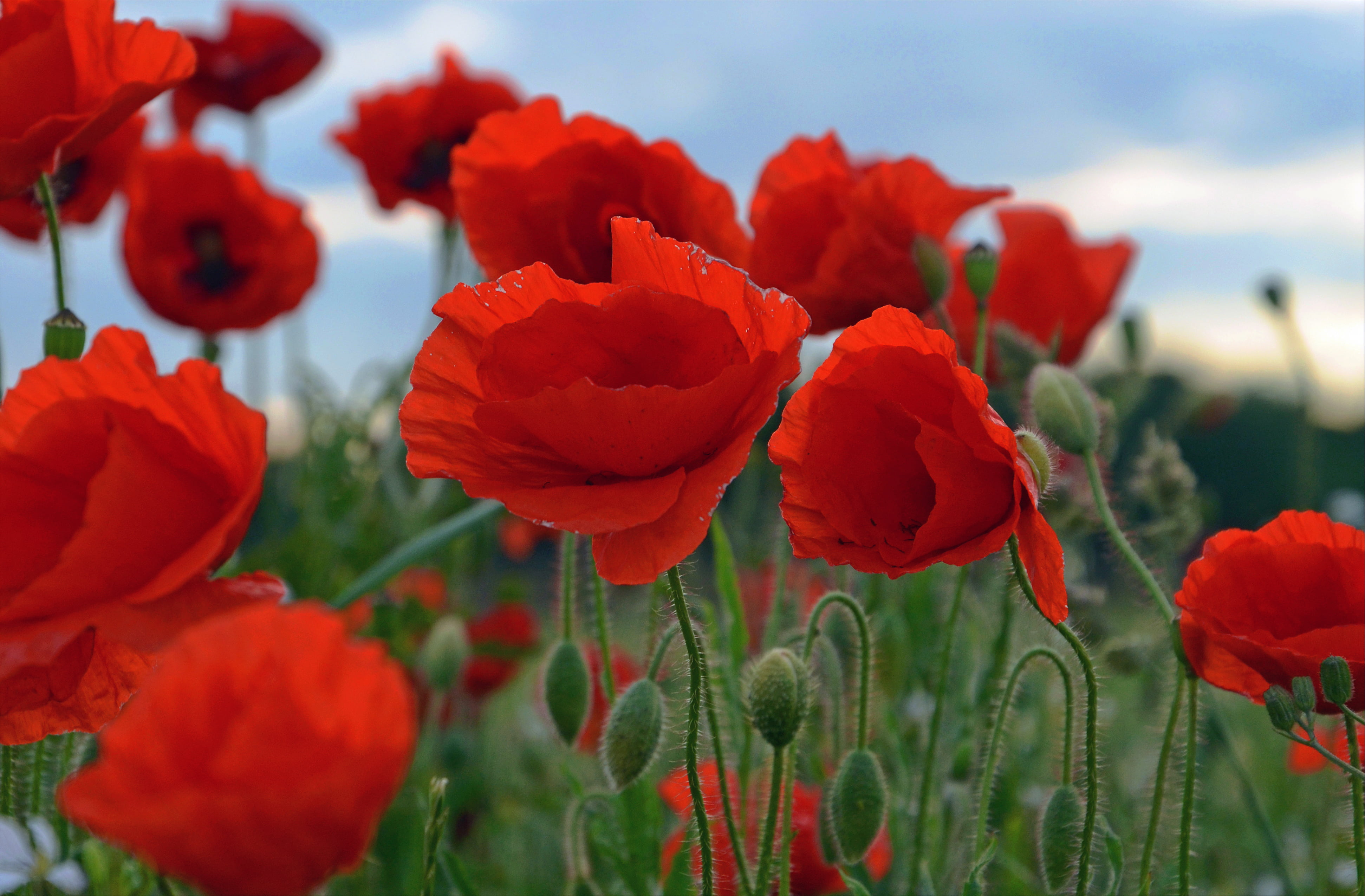 close-up photo or red petaled flowers