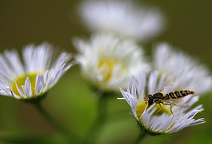close up focus photo of a yellow and black Robber Fly on white Daisy Flower