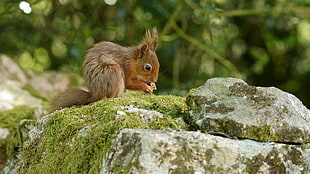 brown Squirrel on rock