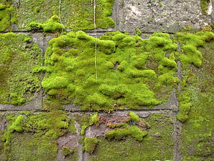 grey concrete wall with green mosses during daytime