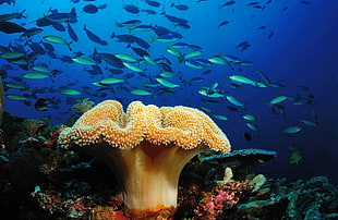 yellow and red corals and shoal of gray fish, coral, fish