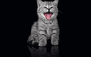 grey tabby cat yawn HD wallpaper