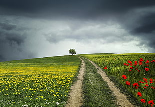 pathway beside flower field