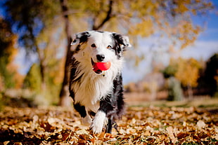 depth of view photography of white and black medium coated dog running on dried leaves on ground