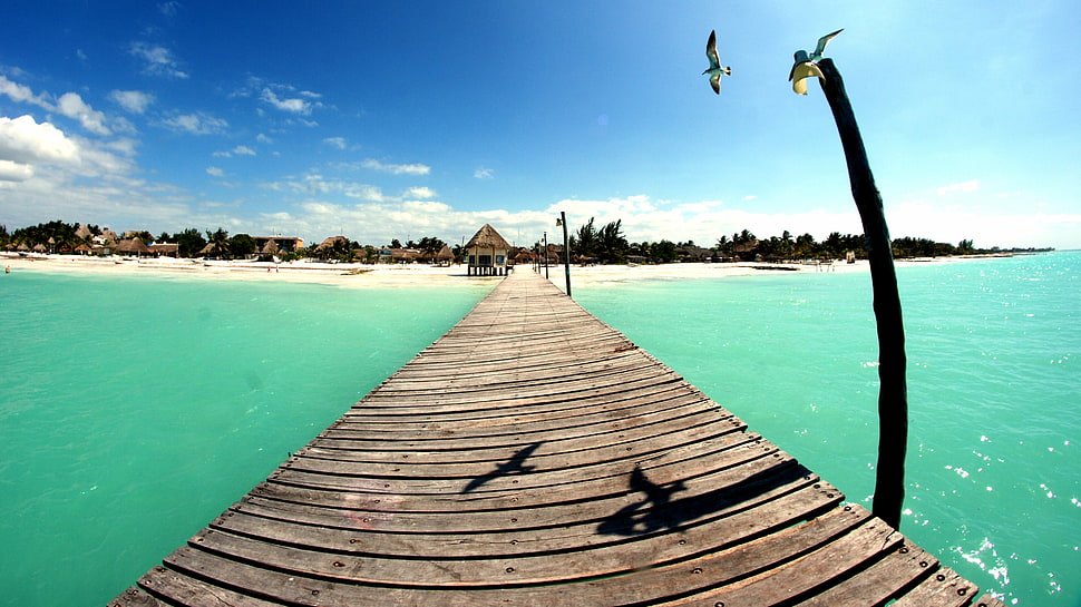brown wooden dock, Mexico, landscape, birds, sea HD wallpaper
