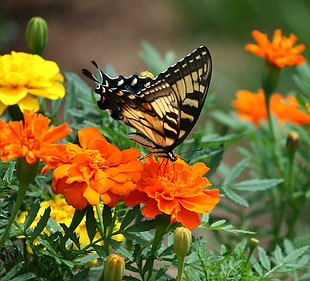 Tiger swallowtail butterfly on orange petaled flower during daytime