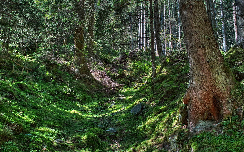 pathway in forest surrounded by trees HD wallpaper