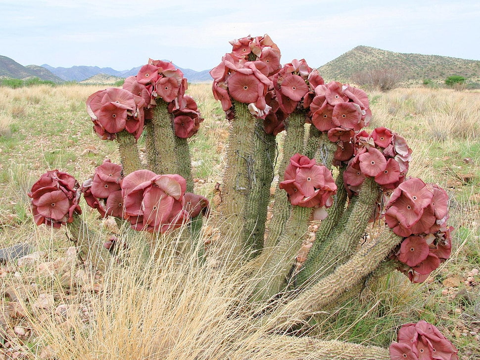 red cactus flowers during daytime HD wallpaper