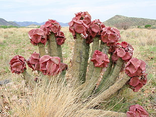 red cactus flowers during daytime