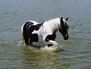 black and white horse on water