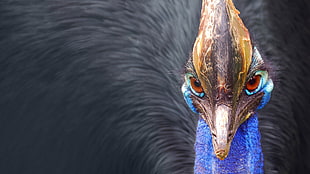 macro photograph of black and blue bird