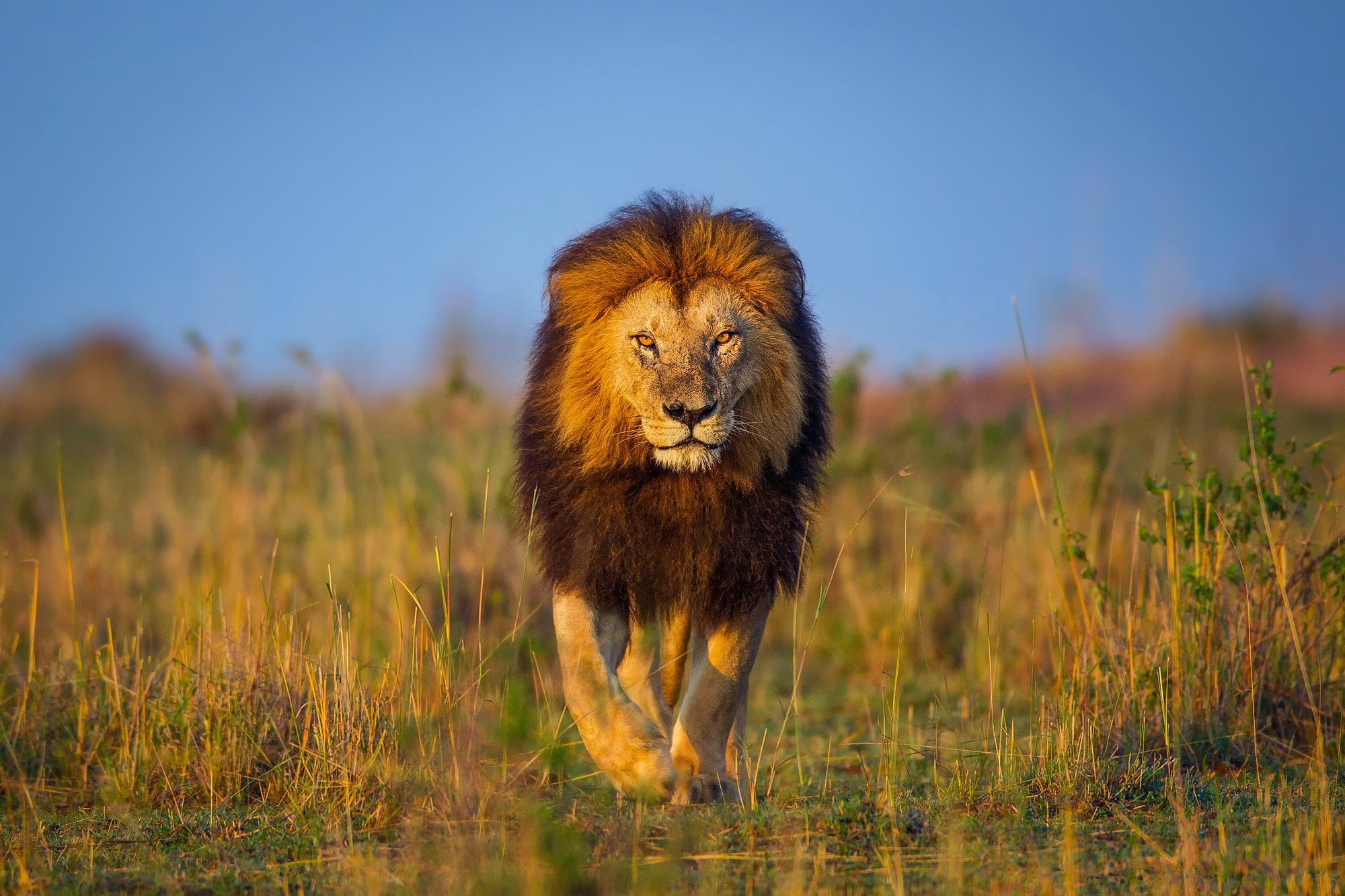 brown lion walking on grass field
