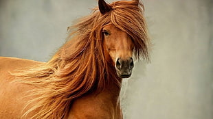 brown horse, horse