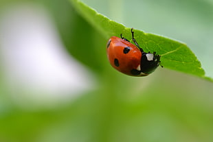 red ladybug perched on green leaf in close-up photography