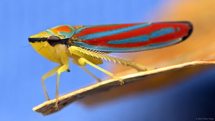 macro photography of red, blue, and brown treehopper, graphocephala coccinea, candy-striped leafhopper