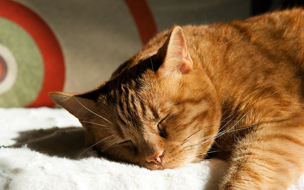 orange tabby cat, cat, sleeping, animals HD wallpaper