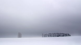 wild angle photograph of trees surrounding snow