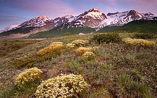 yellow flowers, nature, mountains, landscape HD wallpaper