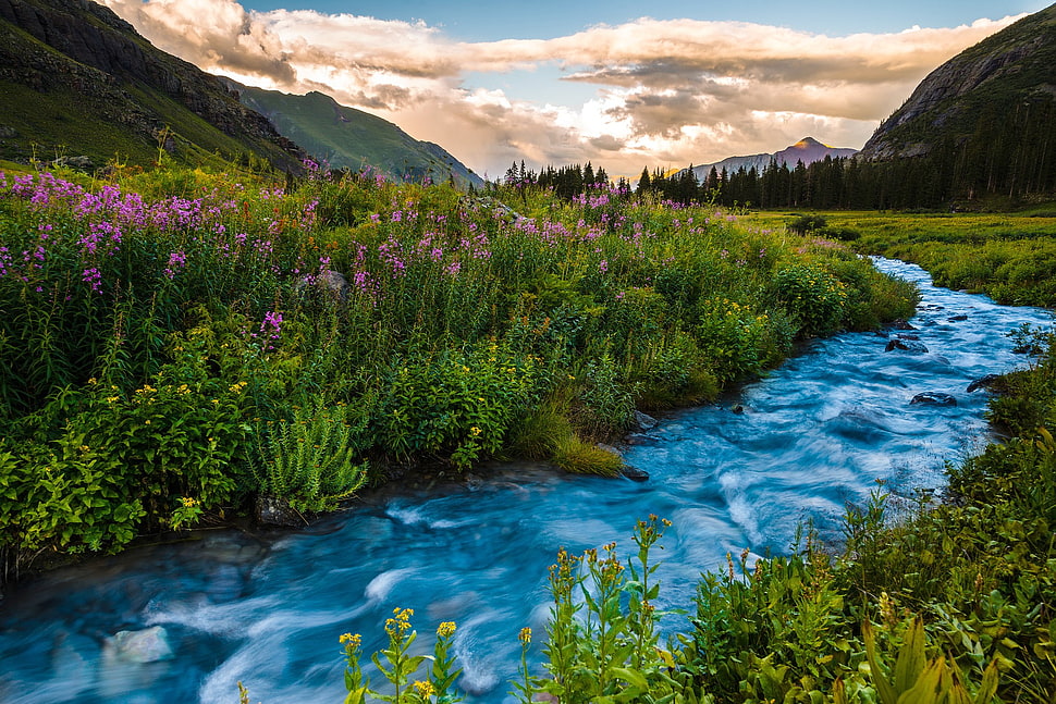 river surrounded with grass, nature, landscape, river, trees HD wallpaper