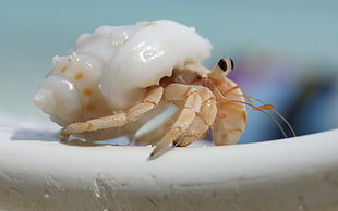 white hermit crab