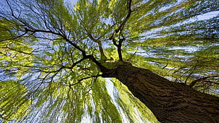 green leaf tree, trees, worm's eye view HD wallpaper