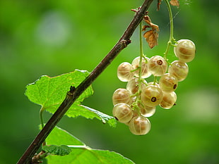 focus photography bunch of white fruits HD wallpaper