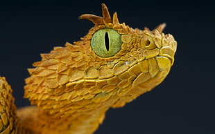 closeup photo of beige snake
