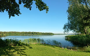 green leaf trees and green grass, landscape, nature, lake