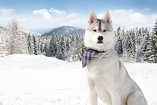 Siberian husky with black necktie on snow weather