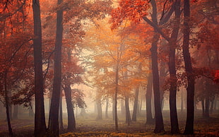 red leaf trees painting, nature, landscape, mist, trees