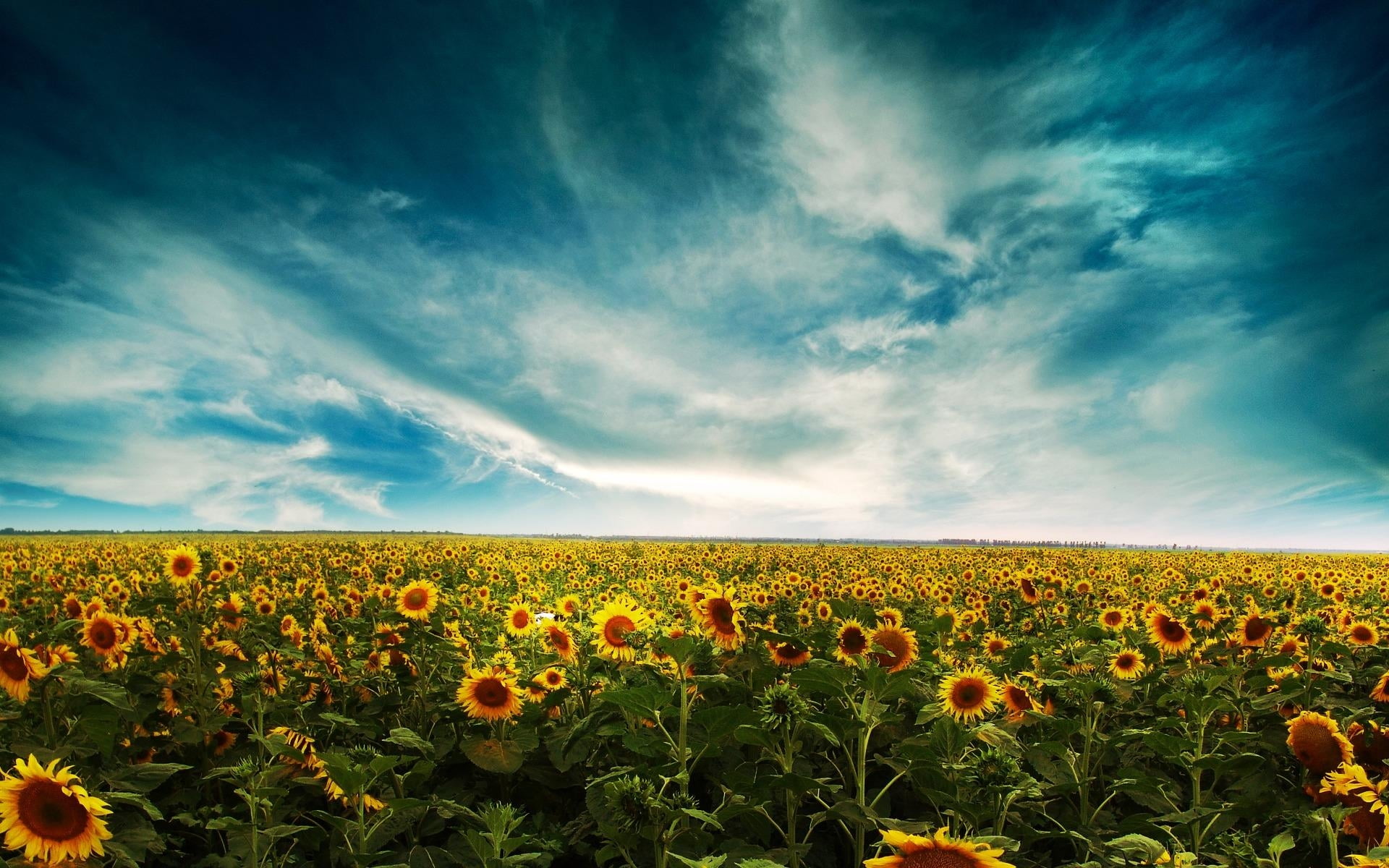 Sunflowerland