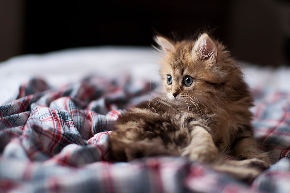brown tabby kitten HD wallpaper