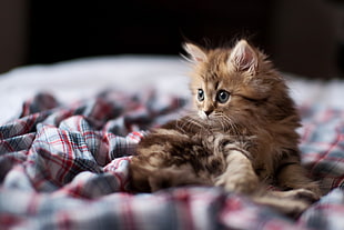 brown tabby kitten