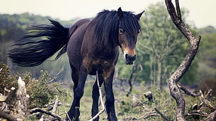 brown and black horse, icelandic horses, tree bark, animals, nature