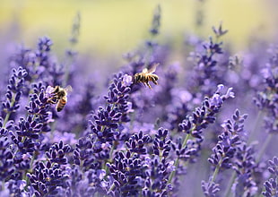 two brown bees on purple flowers HD wallpaper