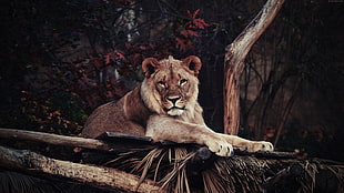 lion laying on the tree