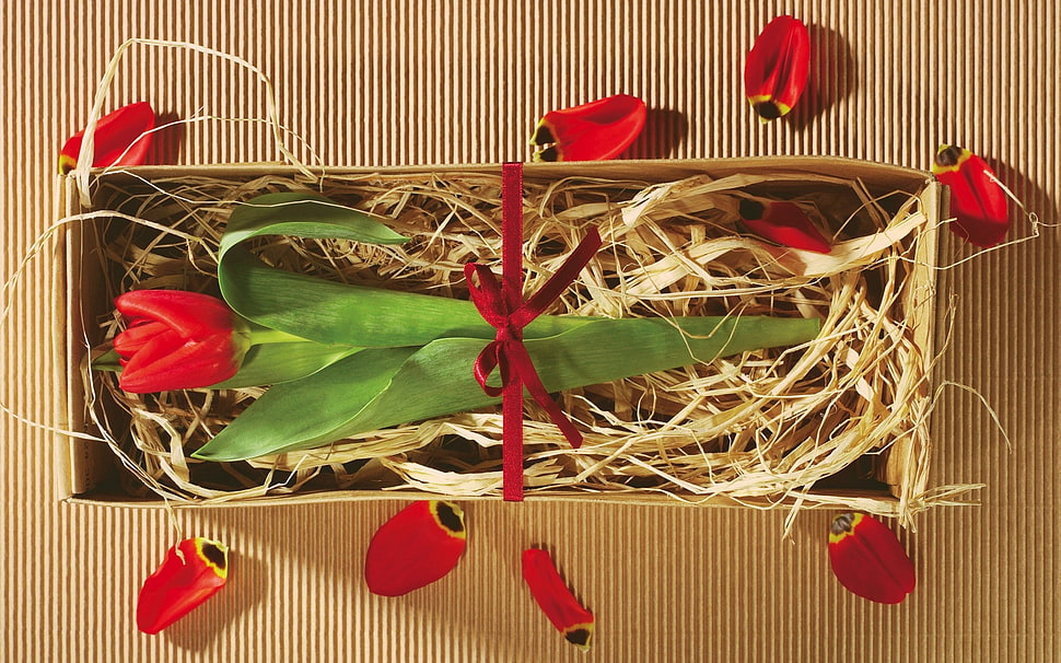 red Rose Tulip flower in box HD wallpaper