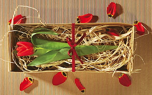 red Rose Tulip flower in box